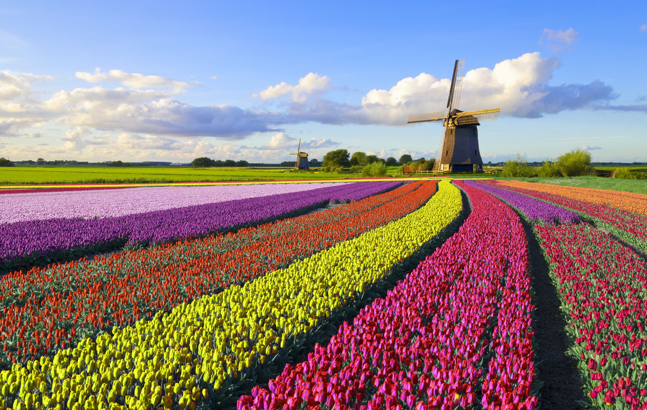 tulips-and-windmill-680242590-362dea12de834c1b9bb6d5378cd9d977